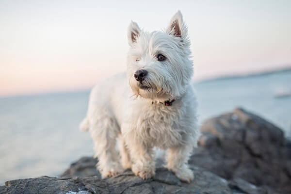 West Highland White Terrier steht auf einem Felsen am Wasser.