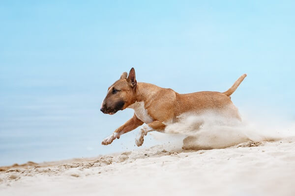 Hell brauner Miniature Bull Terrier mit weißen Abzeichen an der Brust und den Vorderpfoten rennt durch Sand.