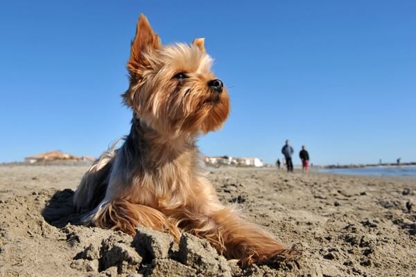 Yorkshire Terrier liegt bei blauem Himmel im Sand am Strand