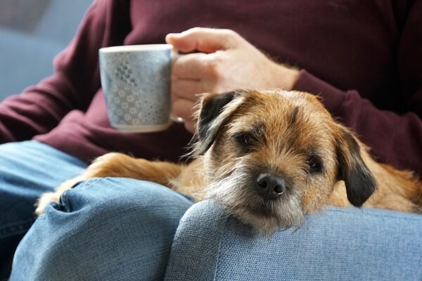 Ein Border Terrier liegt entspannt auf dem Schoß einer Person mit einer Kaffeetasse in der Hand.
