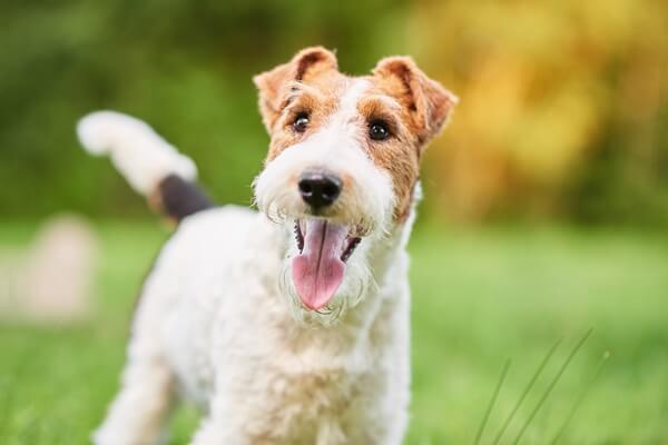 Fröhlicher Fox Terrier steht auf einer grünen Wiese und guckt glücklich in die Kamera.