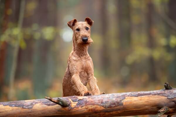 Eleganter Irischer Terrier steht im Wald mit den Vorderpfoten auf einem umgefallenen Baumstamm.