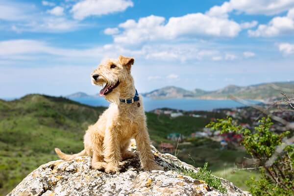 Lakeland Terrier sitzt auf einem Felsen in den Bergen mit einem See in der Ferne.