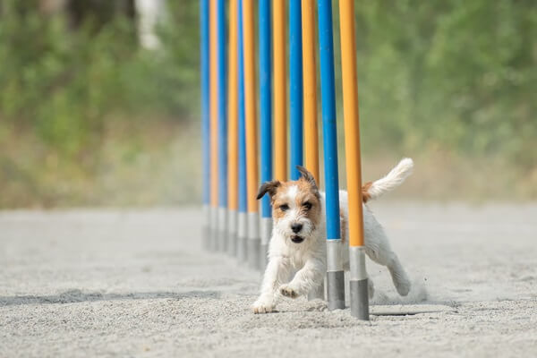 Parson Russell Terrier rennt beim Agility durch gelbe und blaue Slalomstangen.