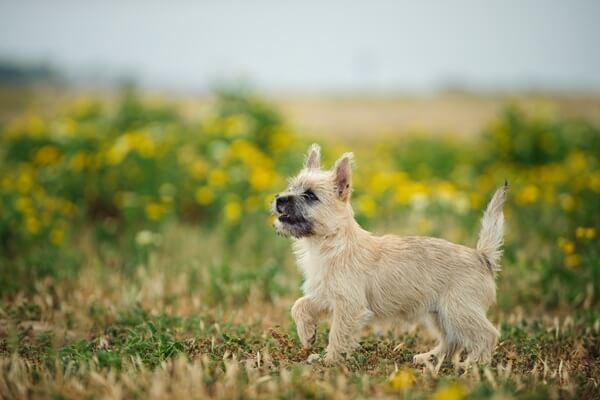 Cairn Terrier läuft über eine Wiese mit gelben Blumen im Hintergrund.