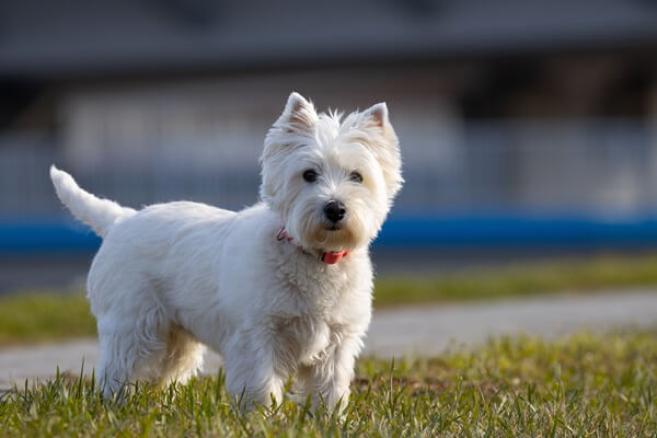 West Highland White Terrier mit rotem Halsband steht auf einer Wieser und guckt in die Kamera.