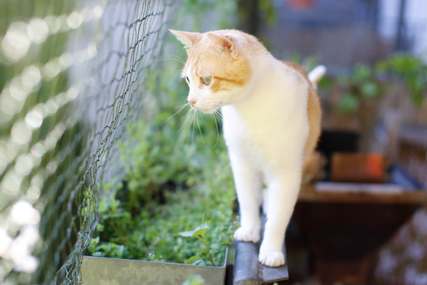 Eine rot-weiße Katze steht auf dem Geländer eines Balkons und schaut durch das dahinter angebrachte Katzennetz hinaus.
