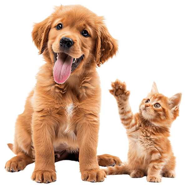 puppy04