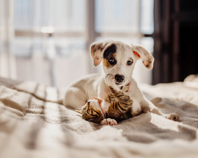 Puppy und Kitten spielen