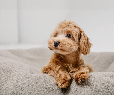 Puppy in Hundebett