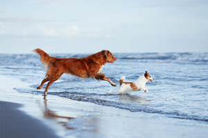 Hunde