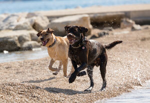 Hundeversicherungen