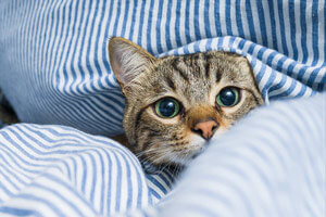 Katzen