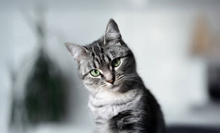 Katzenversicherungen