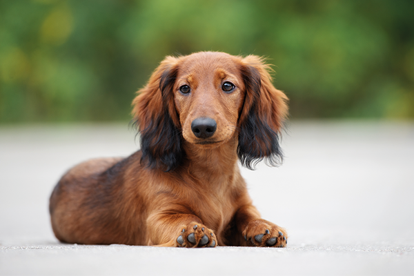 Deutsche Hundenamen finden Deutsche Hundenamen finden