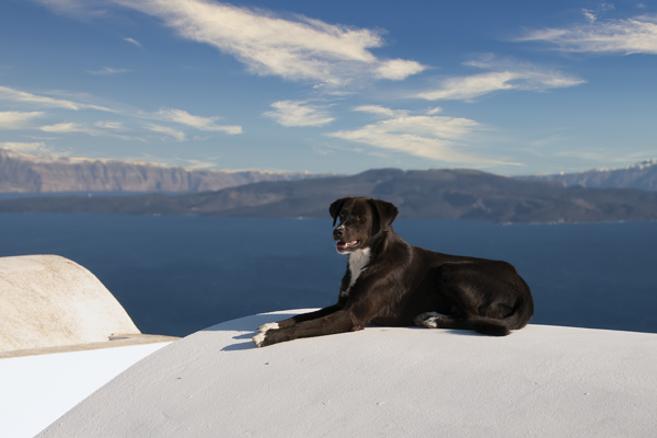 Griechische Hundenamen finden Griechische Hundenamen finden