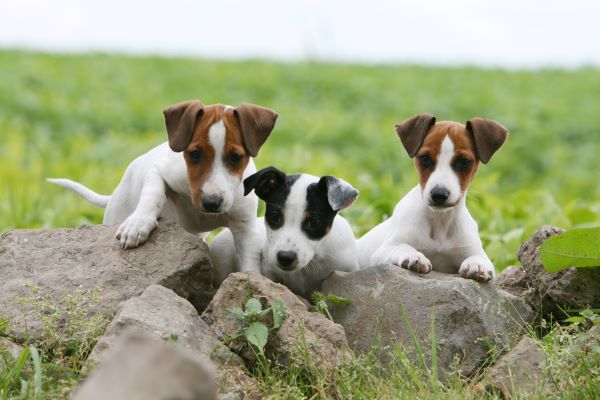 Namen Jack Russell Terrier Namen Jack Russell Terrier