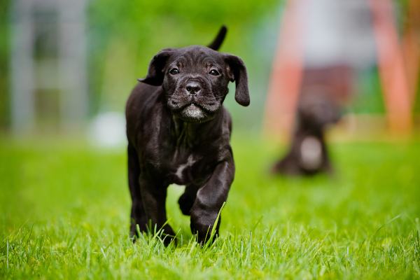 Lateinische Hundenamen finden Lateinische Hundenamen finden
