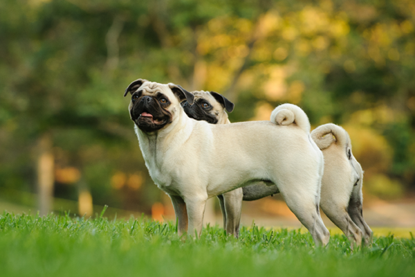 Mops Namen finden Mops Namen finden