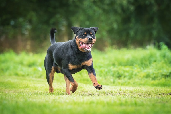 Rottweiler Namen finden Rottweiler Namen finden