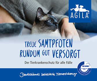 Eine ängstliche Katze Eingewöhnen 6 Hilfreiche Tipps